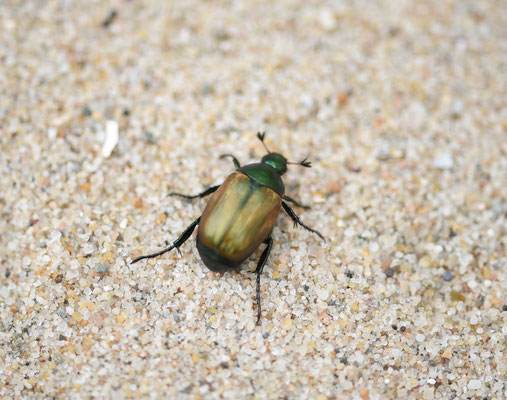 Anomala dubia - Zomersmaragd