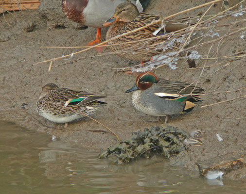Wintertaling