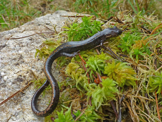 Chioglossa lusitanica - Goudstreepsalamander