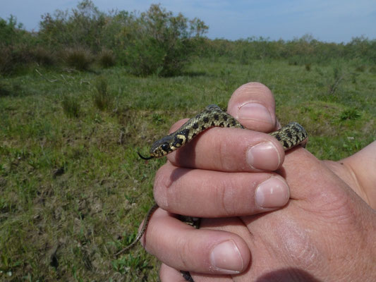 Natrix natrix persa