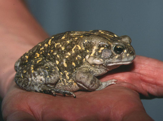 Square-marked Toad