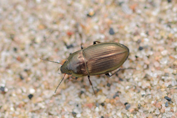 Amara spreta - Platte glimmer