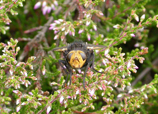 Tachina grossa - Stekelsluipvlieg