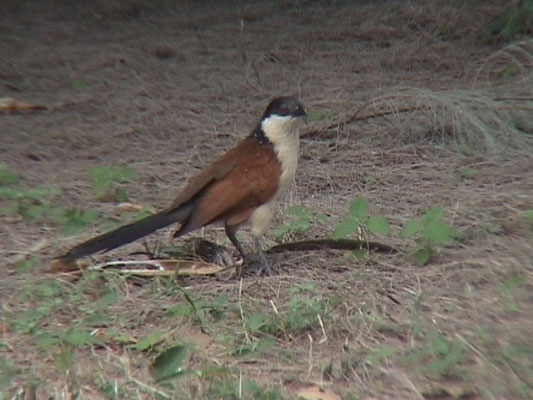 Senegal Coucal