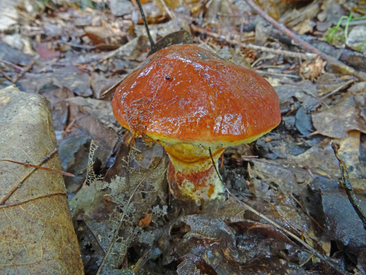 Suillus luteus - Bruine ringboleet