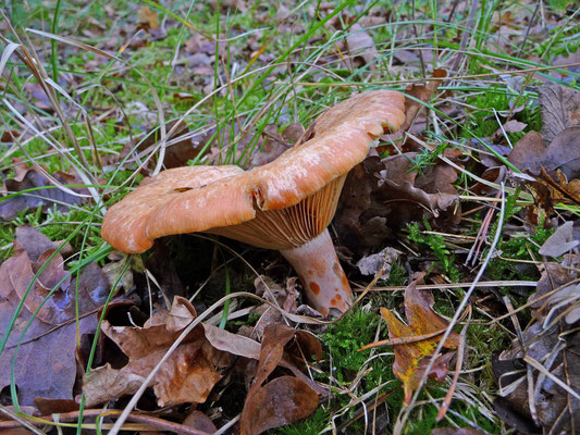 Lactarius deliciosus - Smakelijke melkzwam