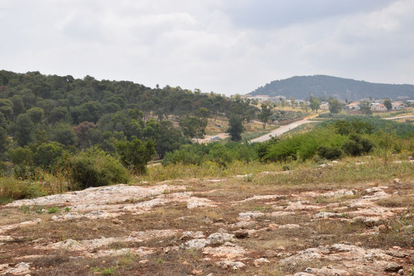 succesvolle weide op Mount Gilboa