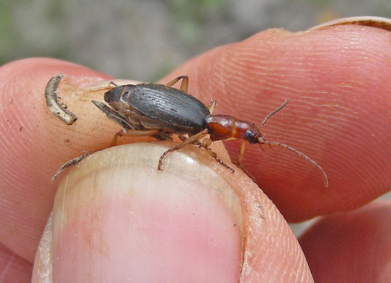 Brachinus crepitans
