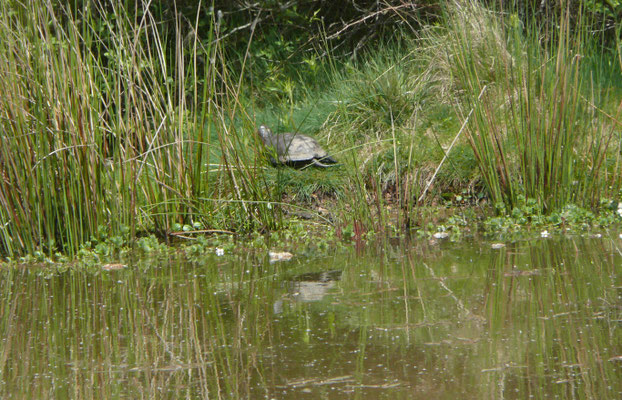 Europese moerasschildpad (Emys orbicularis)