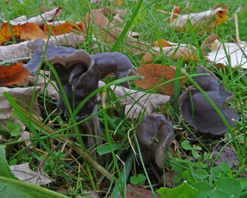 Helvella lacunosa - Zwarte kluifzwam