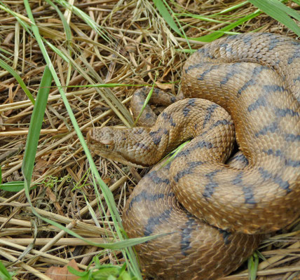 aspisadder (Vipera aspis)