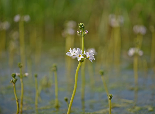 Hottonia palustris - Waterviolier