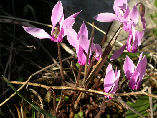 Cyclamen graecum