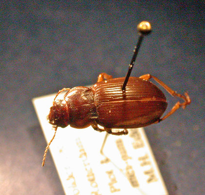 Amara aulica