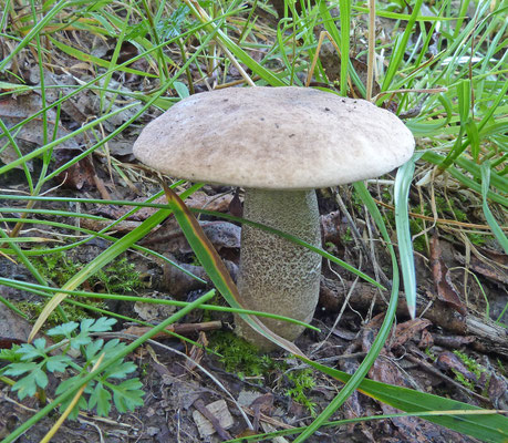 Leccinum duriusculum - Harde populierboleet