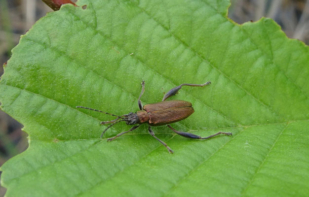 Donacia crassipes - Waterleliekever