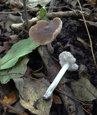 Pluteus nanus - Dwerghertenzwam