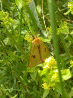 roodbandbeer (Diacrisia sannio)