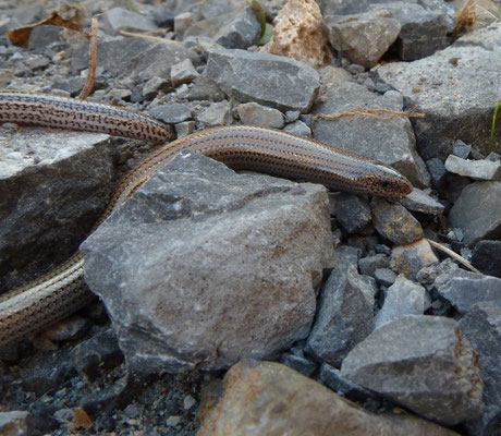 Ophiomorus punctatissimus