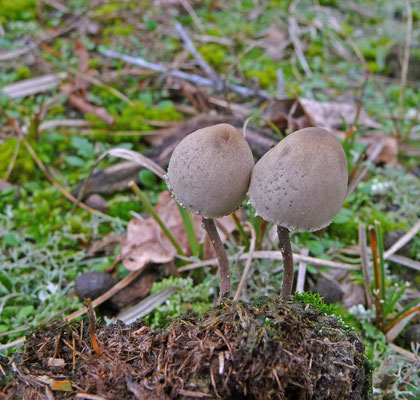Panaeolus papilionaceus - Franjevlekplaat