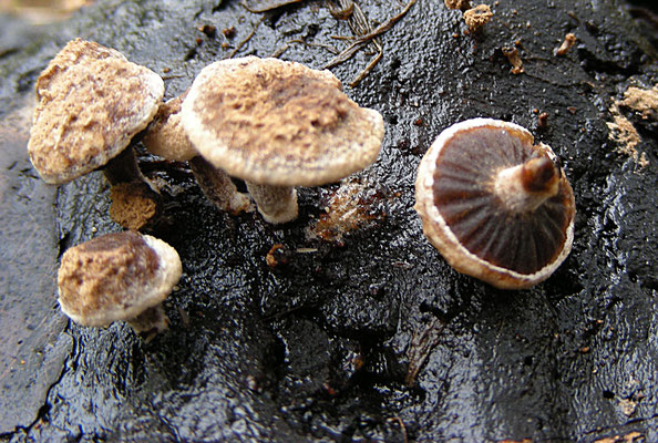 Asterophora lycoperdoides - Poederzwamgast