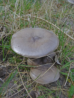 Entoloma clypeatum  Harde voorjaarssatijnzwam