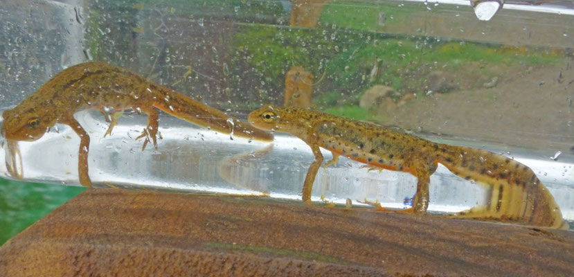 Lissotriton boscai