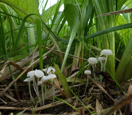 Smeerwortelmycena