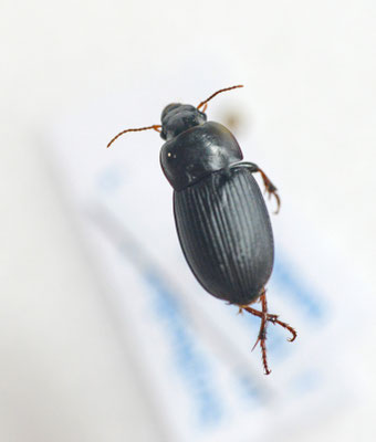 Harpalus tardus - Zandkruiper