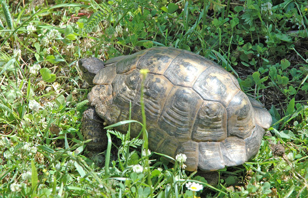 Testudo graeca ibera