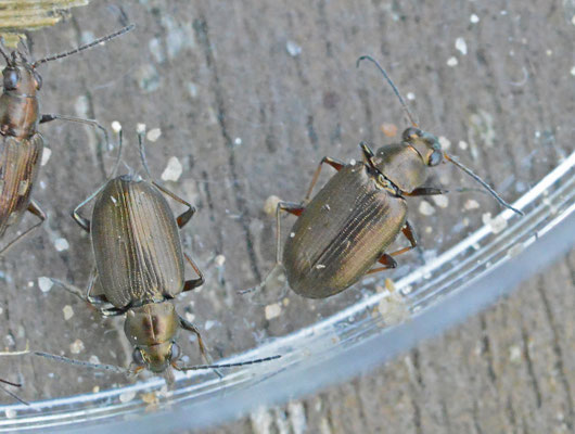 Bembidion striatum - Gestreepte priemkever