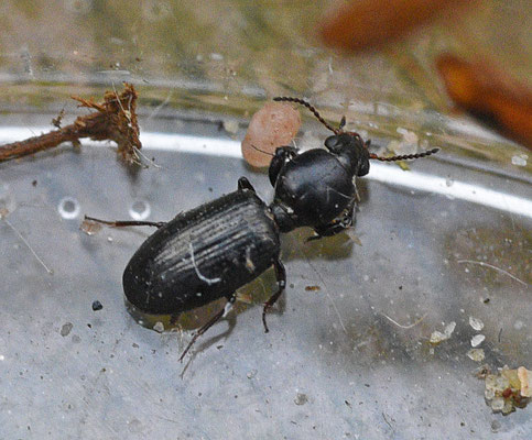 Dyschirius salinus - Zoutgravertje