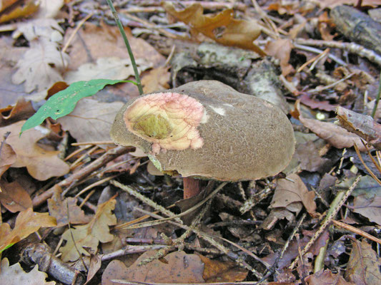 Xerocomellus chrysenteron - Roodsteelfluweelboleet