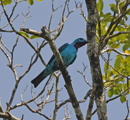 Spangled Cotinga, male
