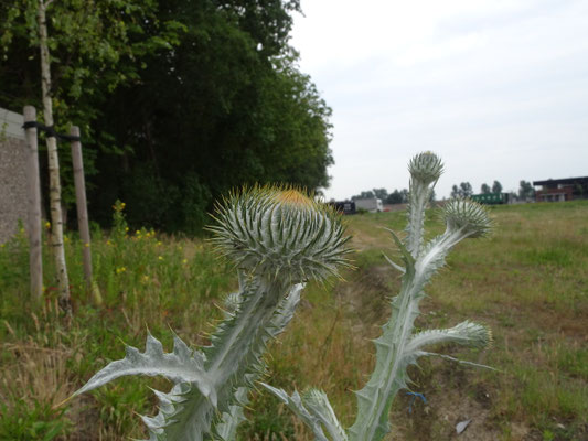 Onopordum x beckianum (O. acanthium x illyricum) - Tuinwegdistel