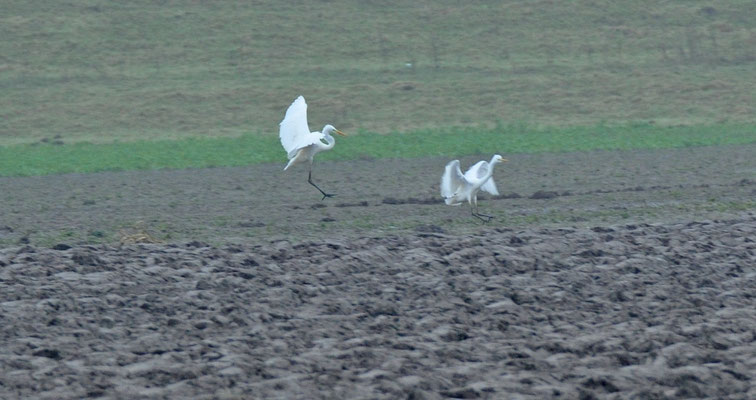 Grote zilverreiger