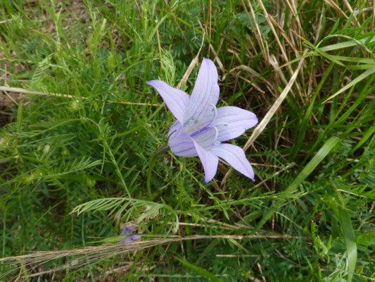 Campanula sparsa