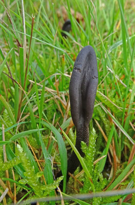 Geoglossum fallax - Fijngeschubde aardtong