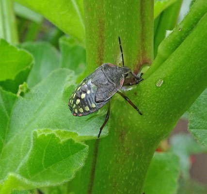 Nezara viridula - Zuidelijke groene schildwants