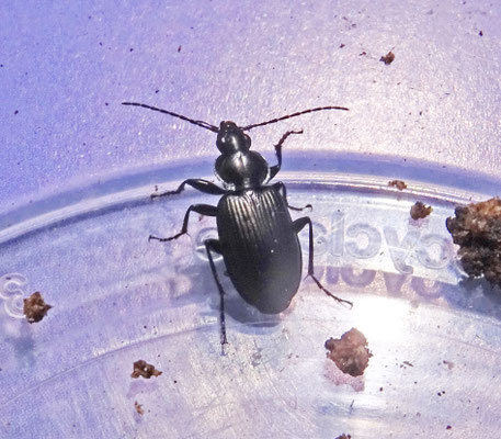 Agonum viduum - Groene snelloper