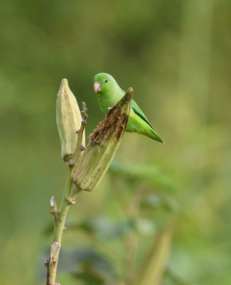 Green-rumped Parrotlet