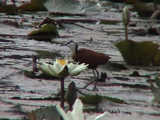 African Jacana
