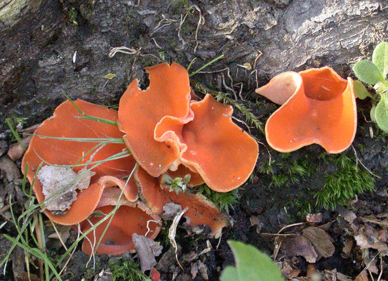 Aleuria aurantia - Grote oranje bekerzwam