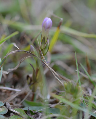 Gentianella amarella - Slanke gentiaan