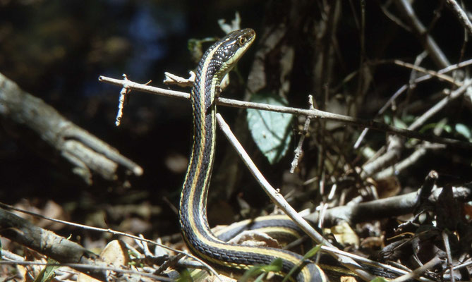 Western ribbon Snake