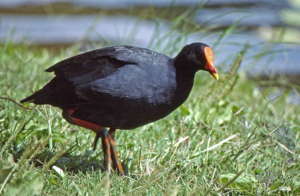 Dusky Moorhen