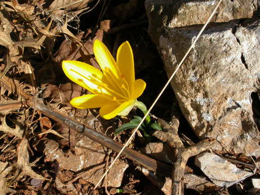 Sternbergia lutea - Herfstnarcis