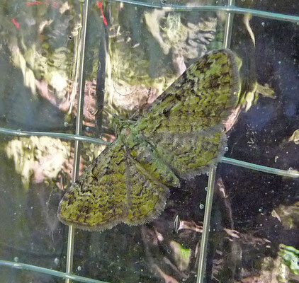 Pasiphila rectangulata - Groene dwergspanner