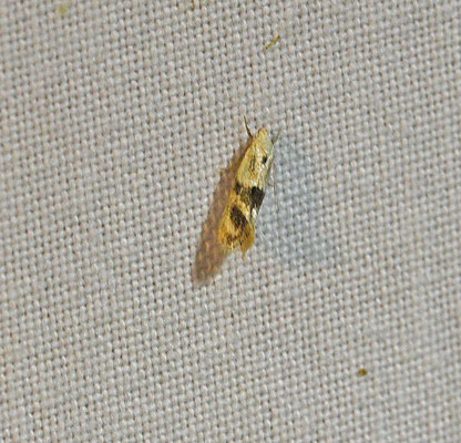 Elachista maculicerusella - Grijsgevlekte grasmineermot