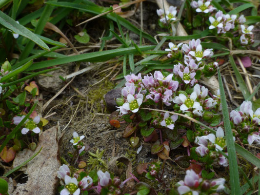 Cochlearia danica - Deens lepelblad